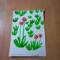 エゾコザクラ 水彩画