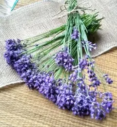 “ラベンダー”　７月７日②　採取　濃紫早咲　北海道　花材　切り花　ドライフラワー