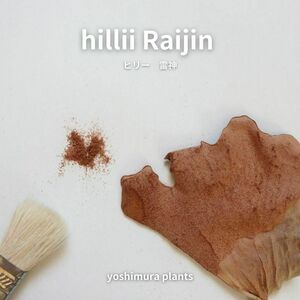 [胞子] hillii Raijin ヒリー　雷神　ビカクシダ