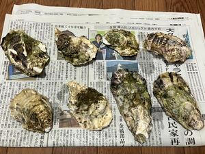 広島県産 牡蠣 牡蠣殻 8枚 送料無料 インテリア 飾り 肥料など