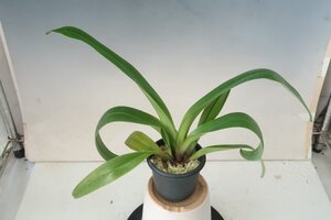 月末半額再出品！ 洋蘭 パフィオ TA11677 PAC0164 Paph. (Lippeflamme 