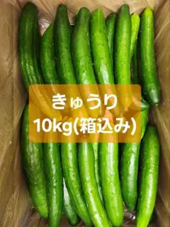 【訳ありきゅうり10kg】農家直送！新鮮キュウリ