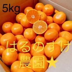 ❾【♡秀優混合♡】有田みかん 早生 5kg Sサイズのみ♡