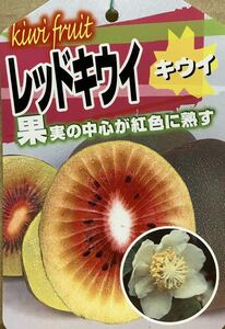 赤実キウイフルーツ 苗木雌木1本雄木1本