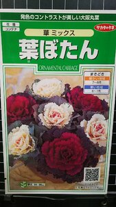 ３袋セット 葉ぼたん 華ミックス 種 郵便は送料無料