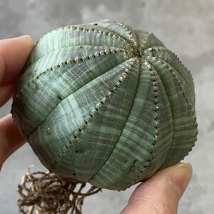 【B6829】★超巨大6cm株！！【SS級！極上特選大株！！】ユーフォルビア オベサ Euphorbia obesa ( 検索 アガベ 多肉植物 )