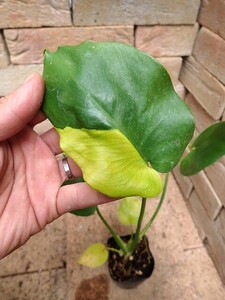 モンステラ　デリシオーサ　鮮明黄斑　実生(Monstera deliciosa Yellow variegata)