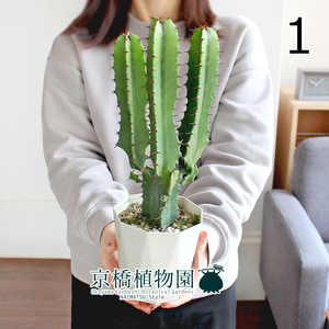 【現品】ユーフォルビア・ダイウンカク（大雲閣） 4号 白鉢（1）Euphorbia acrurensis