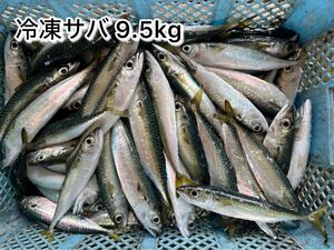 冷凍サバ 9.5kg 小分け梱包 釣り餌 観賞魚餌 冷凍エサ 撒き餌