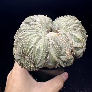 570E ユーフォルビア オベサブロウ Euphorbia obesa 綴化 希少