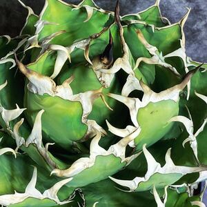 アガベ チタノタ 羽ノギ 子株 agave titanota