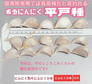 希少　平戸種　15燐片(粒) 暖地用　種ニンニク　にんにく　即発送　にんにくひめ