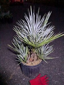 11/22撮影 現品！◇チャメロプス フミリス セリフェラ 8号◇チャメロップス Chamaerops humilis cerifera（品番RE）