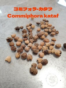 10/24新着 コミフォラ カタフ Commiphora Kataf 種子 5粒 灌木 コーデックス