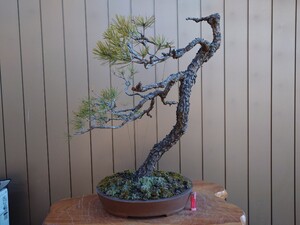 ※引取限定※　盆栽　赤松　樹高80cm