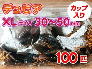 【送料無料】 デュビア XL 成虫サイズ 3.0～5.0cm 100匹 カップ入り アルゼンチンモリゴキブリ 肉食熱帯魚 爬虫類 両生類 [3567:broad]