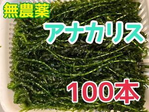 穂先付き 無農薬 アナカリス 100本 エビ金魚ザリガニ熱帯魚水草メダカめだか オオカナダモ 餌 金魚藻 金魚草 隠れ家 産卵床 