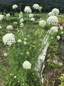 花種　ホワイトレースフラワー　1年から２年草　約20粒以上　華やかな庭に　北海道より