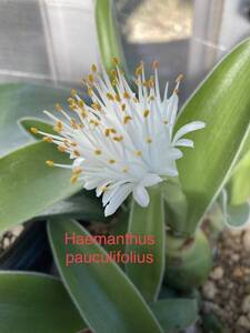 ハエマンサス・パウクリフォリウス　Haemanthus pauculifolius 分球小苗