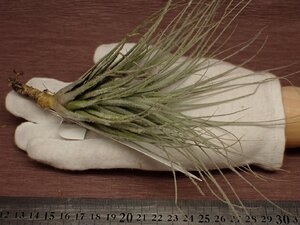 Tillandsia tectorum v.rupicola チランジア・テクトラム ルピコラ 691★エアプランツEC