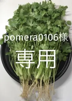 パクチー 香菜 コリアンダー 400g