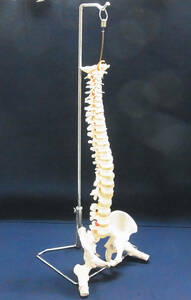 ▲骨格標本 脊髄模型 脊髄骨盤模型 スタンド付き 脊髄 骨盤 股関節 脊髄神経根 椎間板 吊り下げ式 骨 人体模型 骨格模型 実物大 医療▲160