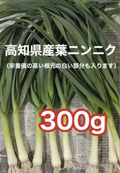 高知県産葉にんにく　葉ニンニク　野菜　産地直送300mawpt