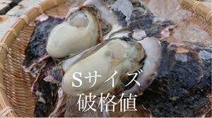 九十九島 岩ガキ　9キロ（滅菌処理済み）　大ぶり　長崎　九州　10〜11個/kg 【送料別】　生食　100g 前後/個　