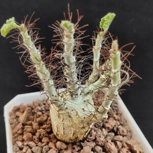 1014 珍奇植物 塊根植物 Jatropha marginata / ヤトロファ マルギナータ 極美株