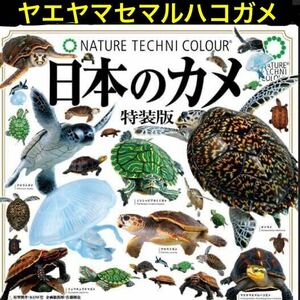 いきもん ネイチャーテクニカラー 日本のカメ 特装版 「 ヤエヤマセマルハコガメ 」 / 八重山 西表島　石垣島