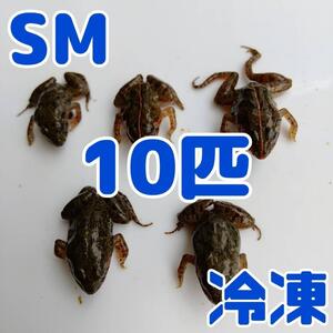 【国産】冷凍カエル 餌 SM 10匹 胴長2.5~3cm ヌマガエル ヘビ用 蛇 @100円 CB個体