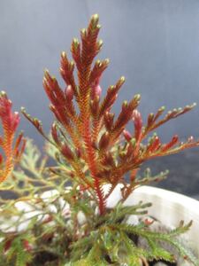 ＫＮ　セラギネラ(イワヒバ属）　エリスロプス（SELAGINELLA ERYTHROPUS）　　　　0.8Ｍ以下