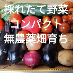 野菜詰め合わせ　採れたて野菜セットコンパクト　無農薬　きれいな空気で育てています