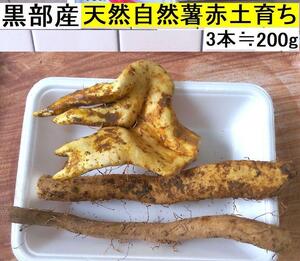 【送料無料】(関東 東海 近畿 北陸 信越)　黒部産・超粘り！赤土粘土の典型的天然自然薯3本≒200g