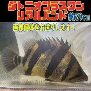 【最終値下げ、送料＆梱包料サービス】画像個体販売 ダトニオプラスワン　リアルバンド　約29cm程 直接引き取りも可