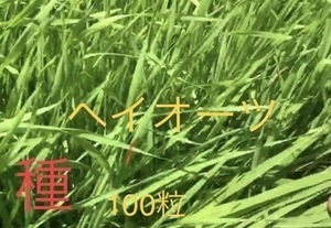 ★☆★【ヘイオーツ】種　100粒　★☆★うさぎちゃんモルモットちゃんのおやつに♪】★☆★