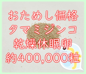 ★送料無料★タマミジンコ 乾燥休眠卵 約400000粒 20カプセル (約1.6g) 