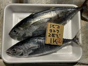 【和歌山産】　キハダマグロ（シビコ）とヨコワ（本マグロ）（2匹で1ｋ）冷凍　刺身用 　②