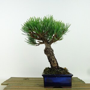 盆栽 松 五葉松 樹高 約19cm ごようまつ Pinus parviflora ゴヨウマツ マツ科 常緑針葉樹 観賞用 小品 現品