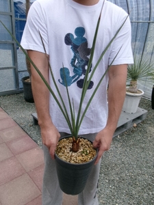 EDG 　Yucca Torreyi ユッカ・トーリー