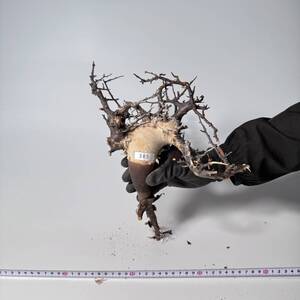 385 Commiphora kataf pure コミフォラ カタフ ピュア　ベアルート株