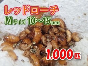 レッドローチ M サイズ 10～15mm 1000匹 紙袋配送 生餌 爬虫類 両生類 肉食熱帯魚 生体 アクアリウム エサ 活餌[3077:gopwx]