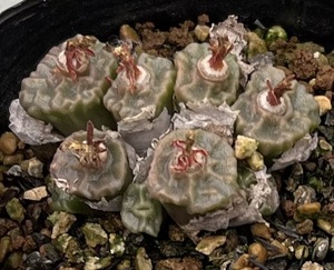 コノフィツム　Conophytum angelicae ssp.tetragonum Superb clon form japan Probably ex.H.Horn ④