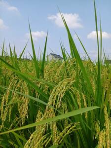 令和6年新米　栃木県産　ユウダイ21　５キロ