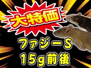 冷凍ラット15g前後 100匹セット 特価