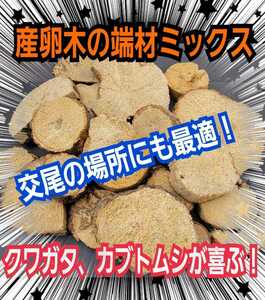 交尾の場所に最適！クヌギ・ナラの産卵木の端材【5~6個】クワガタ、カブトムシの足場、隠れ家、とまり木、転倒防止、ディスプレイにも抜群