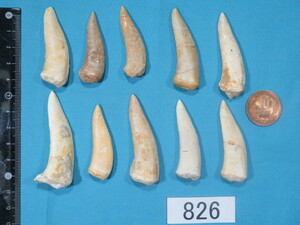 ◆化石◆エンコダスの牙◆古代魚の歯◆10個セット◆No.826◆送料無料
