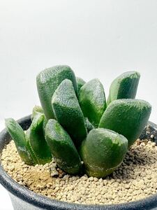 ハオルチア 静鼓 (Haworthia hyb. SEIKO) H. truncata×H. retusa　抜き苗は送料込み 多肉植物 検 万象 玉扇 ハオルチア