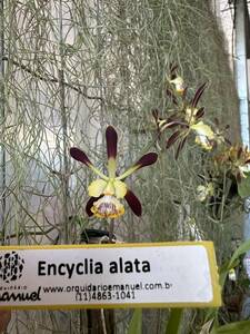 Encyclia alata　5