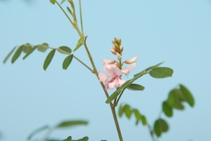 モモイロコマツナギ●桃色駒繋●山野草・盆栽添草・お茶花●